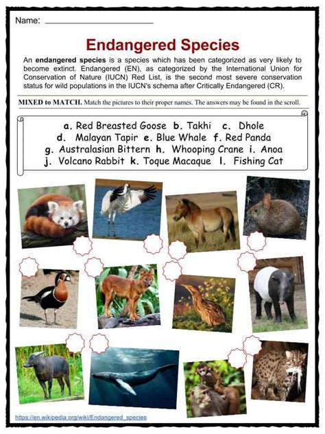 Endangered Species Facts, Worksheets, Categories & Types Of Animals ...