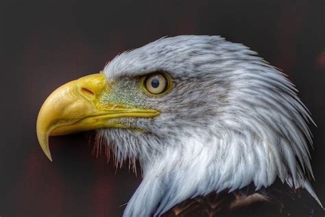 Birds, their different beaks and the functions they perform | Bald eagle, Birds, Eagle