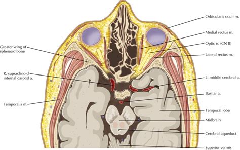 Mandible and Muscles of Mastication | Radiology Key