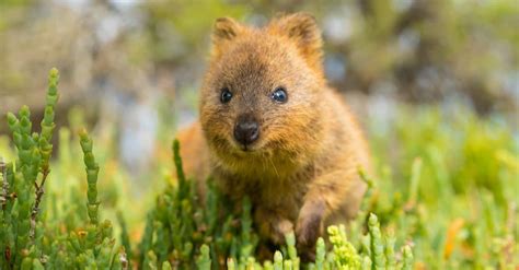 10 Incredible Quokka Facts - AZ Animals