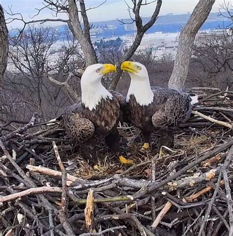 ‘They’re back together’: Bald eagle couple in Washington get back together after hiatus - The ...