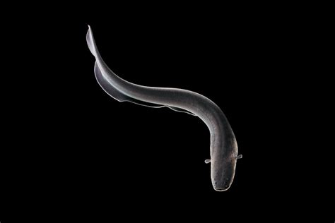 Shocking Secrets of the Electric Eel | Scientific American