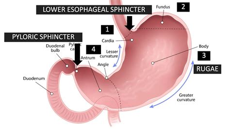 Zoom Class 5 - Gastric Anatomy Relevant to Endoscopy - by Dr. Selvi ...