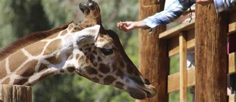 Wildlife World Zoo, Aquarium & Safari Park | Visit Arizona