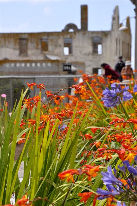 Alcatraz Gardens with wardens house in back ground photo by John Catelli | Alcatraz prison ...