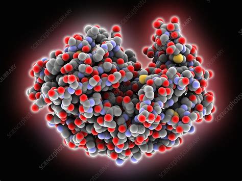 Pepsin stomach enzyme - Stock Image - C016/2835 - Science Photo Library