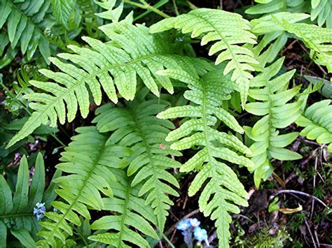 Polypodium vulgare