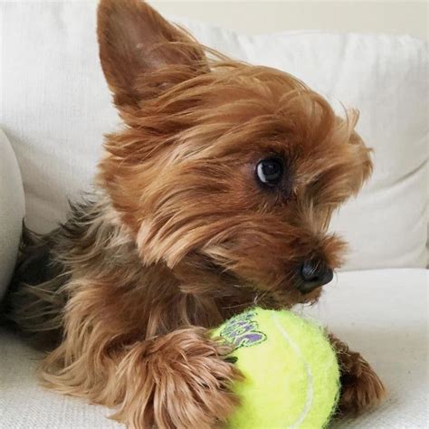 Pin by knitting_love_gram on Yorkshire | Yorkshire terrier, Yorkie, Yorkshire terrier puppies