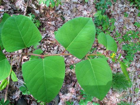 Japanese Knotweed Identification and Juicing