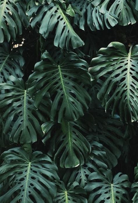 tropical palm leaves #plantspo | Plant aesthetic, Plant photography, Plants