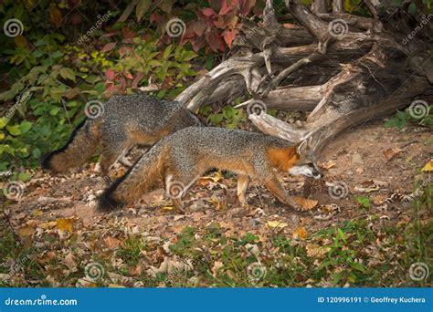 Pair of Grey Fox Urocyon Cinereoargenteus Walks Right Stock Image ...