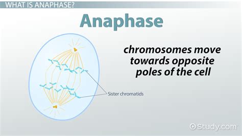 Anaphase in Mitosis & Meiosis | Definition & Characteristics - Lesson ...