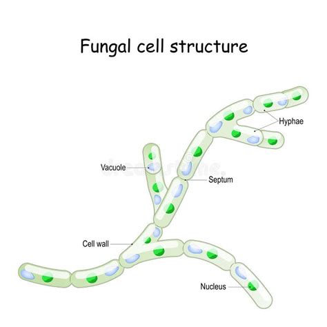 Fungal Cell Structure. Fungi Hyphae with Septa Stock Vector ...