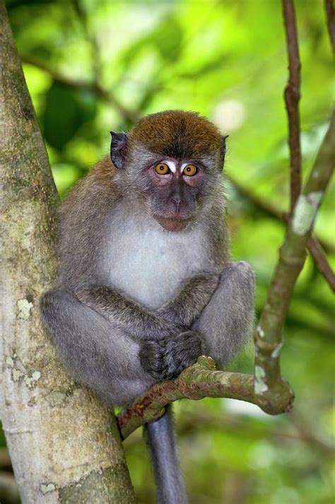 Long-tailed Macaque Photograph by Tony Camacho/science Photo Library - Pixels