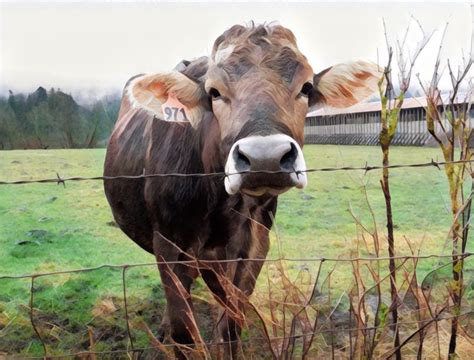 What Are the American Cow Breeds? | Petlife