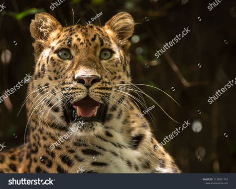 Jaguar Watching Prey Patience Stock Photo 1138051742 | Shutterstock