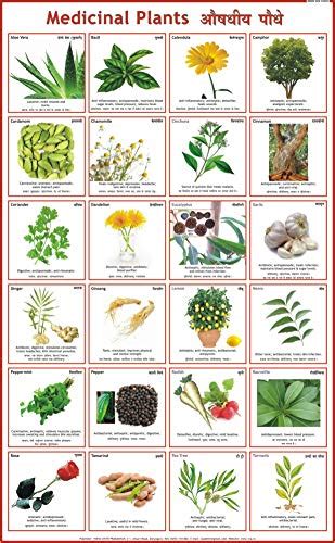 Medicinal Plants Chart : Vidya Chitr Prakashan, Biology Charts, Science Charts: Amazon.in: Books