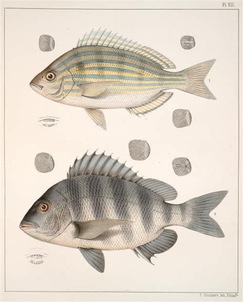 Colorful Salt-water Bream and Sheepshead Fish