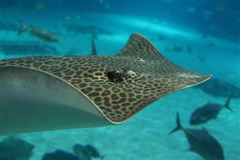 Your Daily Elasmobranch!: Leopard whipray - Himantura leoparda Encountered...