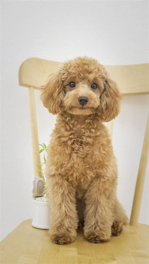 Poodle, a dog with thick curly hair, natural actively, smart and lively. | Poodle haircut, Dog ...