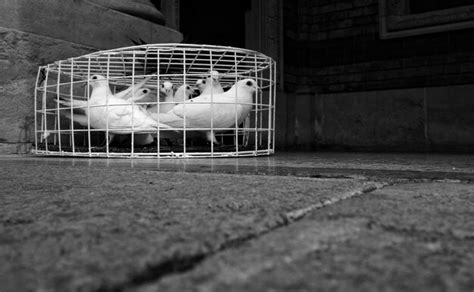 Premium Photo | Doves in cage