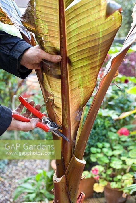 Tutorial And Tips How To Grow Banana Plants Both Indoors and Outdoor | Banana plant indoor, How ...