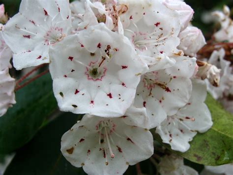 Mountain laurel flowers | Mountain laurel flowers, Kalmia la… | Flickr