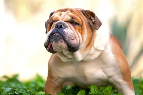 The UK’s Most Popular & Most Expensive Dog Breeds in 2021 - 4paws