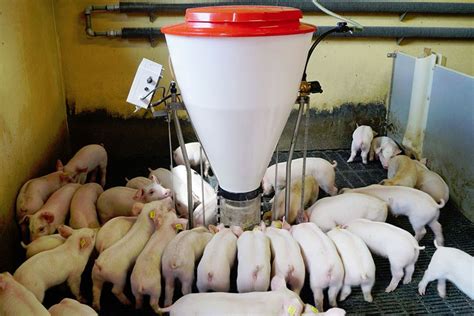 Bulk Automatic Swine, Sow, Hog & Pig Feeder - Hightop Swine Equipment