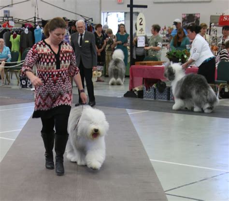 New Canadian Kennel Club Champion – Island Bound Sheepdogs