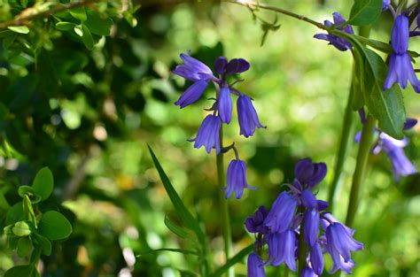 Beautiful bluebells | Bluebells, Plants, Beautiful