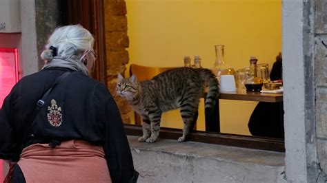 Kedi: More Than a Film About Cats in Istanbul | I Have Cat