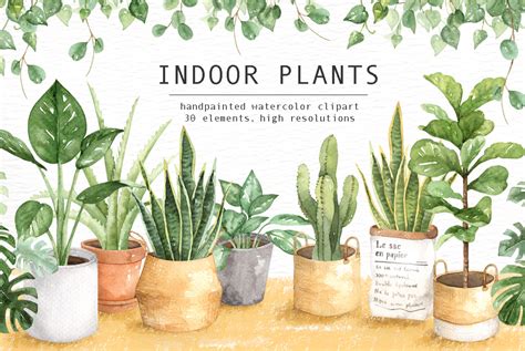 Indoor Plants Watercolor Clipart ~ Illustrations ~ Creative Market