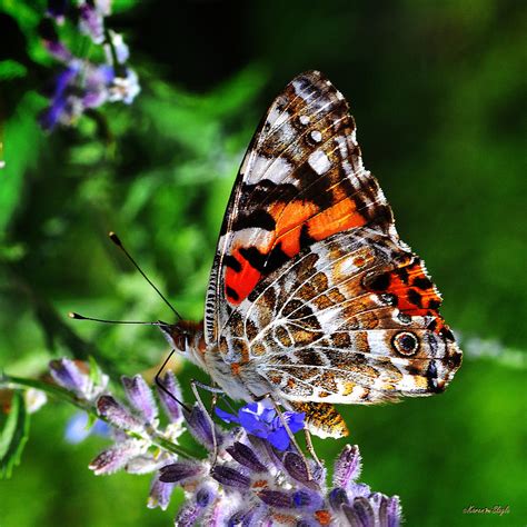 Painted Lady Butterfly Photograph by Karen Slagle - Fine Art America