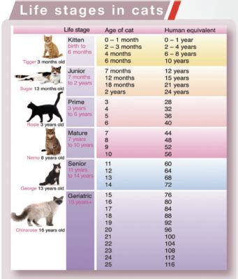 4 Signs That Your Cat Is Aging | How to Tell If Your Cat Is Getting Old