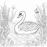 Swan Coloring Pages– Coloring Corner sketch template