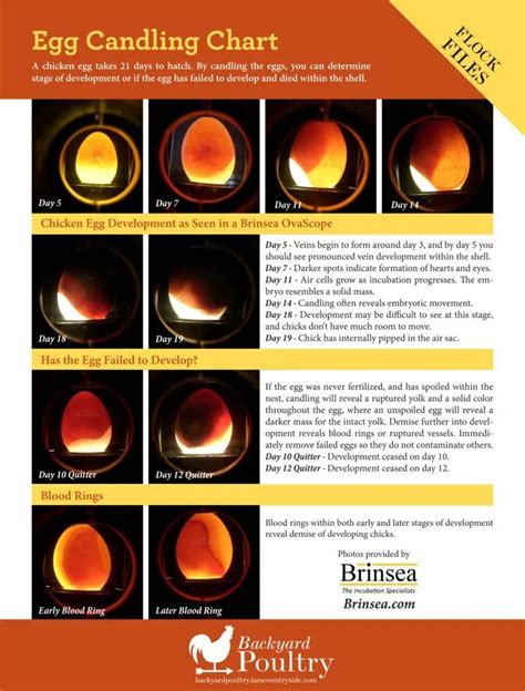 How to Candle Eggs & Egg Candling Chart - Hincubate | Egg candling ...