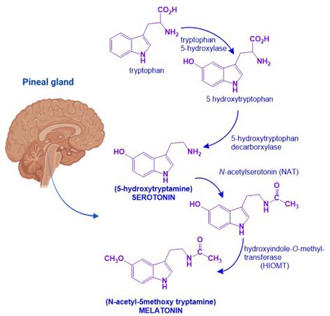 Melatonin biosynthetic pathway. Melatonin biosynthesis in the pineal... | Download Scientific ...