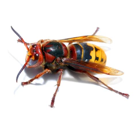 European Hornet Identification, Habits & Behavior | Russell's Pest Control