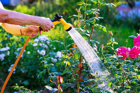 Water Saving Ideas You Can Use While Gardening