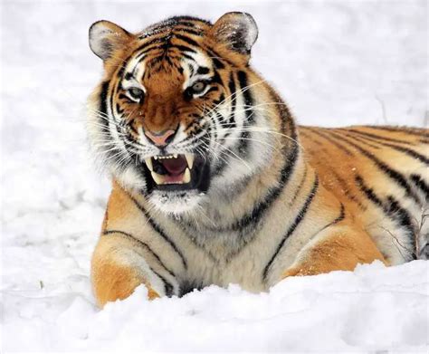 12 ROARsome Tiger Facts for Kids to Discover