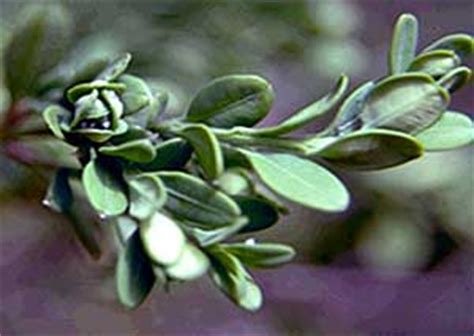 Landscape: Boxwood Psyllid | UMass Center for Agriculture, Food and the Environment