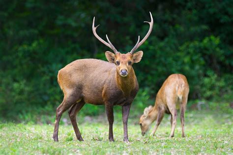 Hog Deer (Axis porcinus) by Murray Thomas - Wild Deer & Hunting Adventures