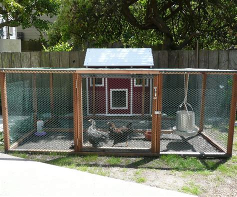 Urban Chickens