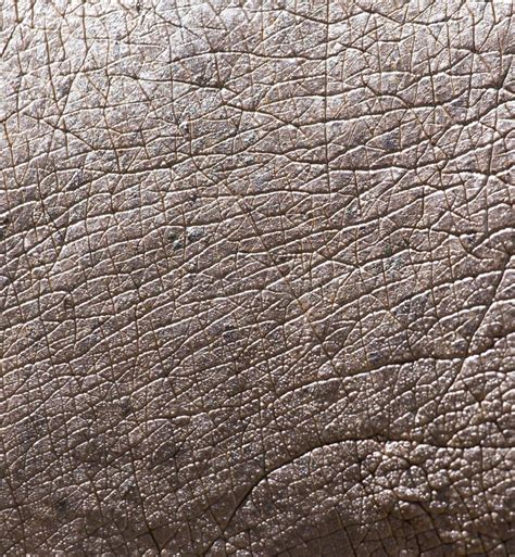 Texture Hippo Old Skin Of Hippopotamus Background Stock Image - Image ...