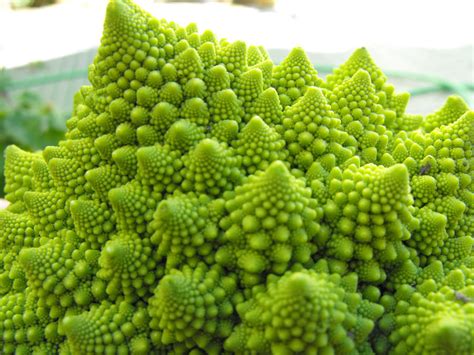 Is it a fractal? : r/fractals