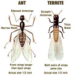 Big Al the Bugman: Termite Swarmers