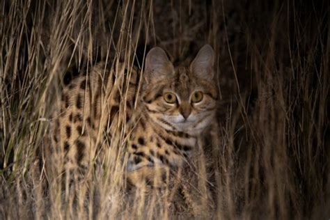 9 Fascinating facts about black-footed cats - Africa Geographic