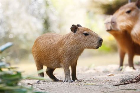 Are Capybaras Good Pets? (All You Need to Know!) - Animals HQ