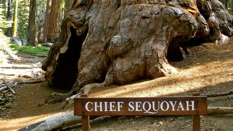 Chief Sequoyah Tree | Yore Sequoia